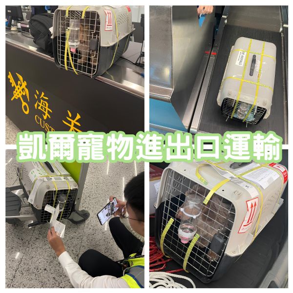 2025/01/04『廣州』臘腸狗狗台灣專員帶飛中國廣州~~~~~